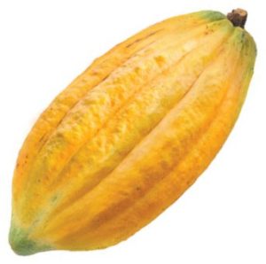 Owoc kakaowca odmiany Criollo